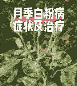 月季白粉病