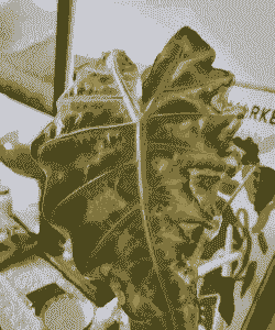 海芋黄叶、倒叶现象分析