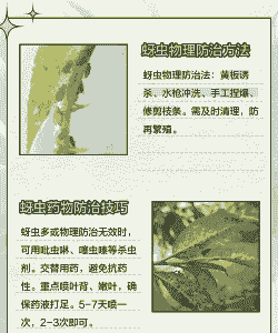 菊花蚜虫防治要点