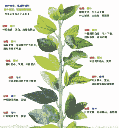 区别果树的缺素症与病毒病
