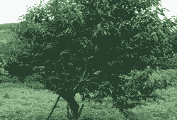 桃树追肥要“三看”