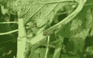 葡萄蔓枯病