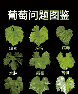 葡萄病虫害的综合防治