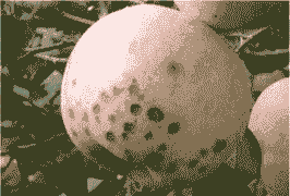 氨基酸钙液肥可防治苹果苦痘病