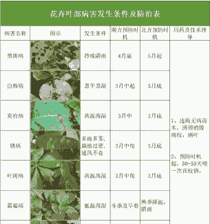 高温多湿季节 防治花卉腐烂病正当时