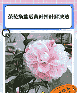 防止菊花脱叶黄叶四法