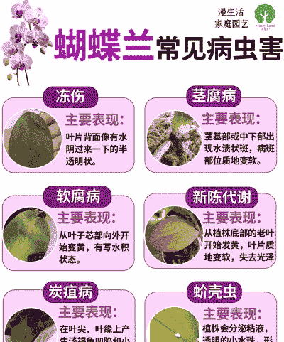 花卉病虫害冬季防治