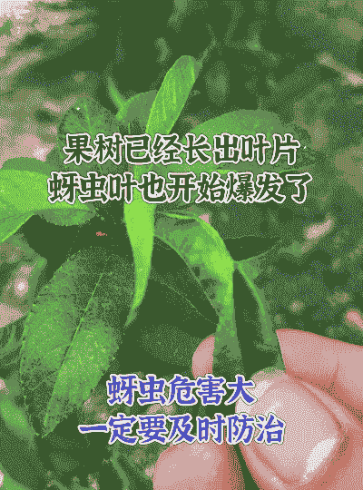 果树休眠期病虫害的防治方法
