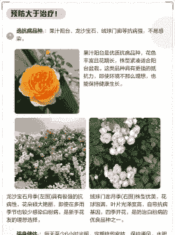 月季花白粉病的防治