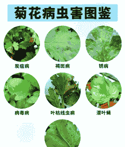 菊花叶边病防治经验谈