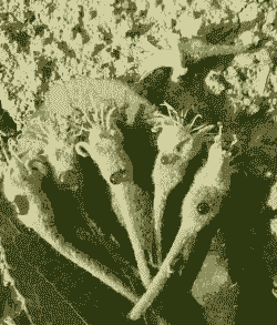 苹果花腐病防治