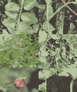 林木花卉种子病虫害处理法