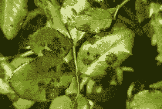 月季黑星病的防治