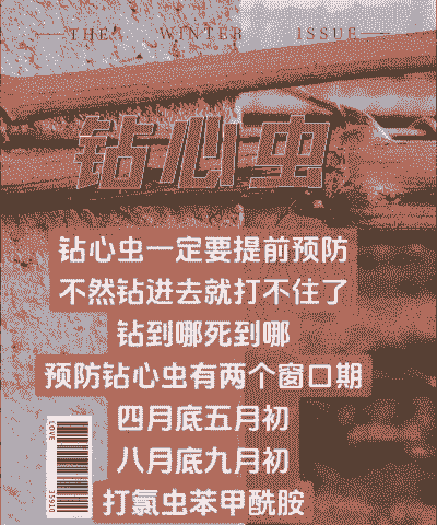 大丽花钻心虫防治