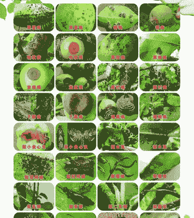 李树主要病虫害的防治