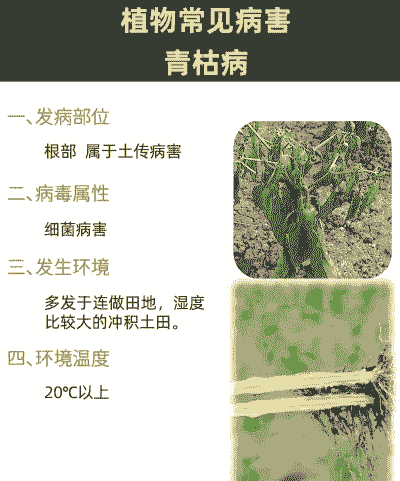 美人蕉青枯病症状及防治方法