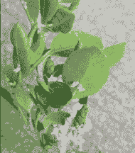 小叶榕病虫害防