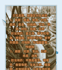 兰花主要病害及其防治