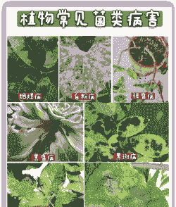 榆叶梅黑斑病症状及防治方法