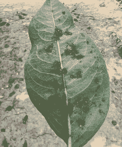 梨黑星病的发生与防治