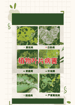 绿宝石叶有病斑坏死怎么办