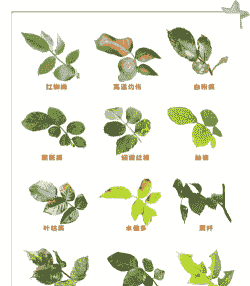 花卉病虫害的发生与防治