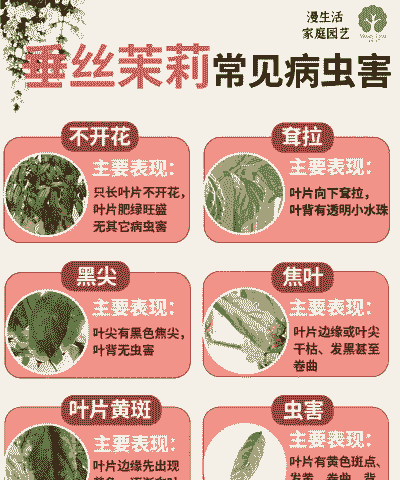 常见花卉病虫害的防治