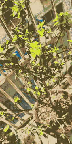 杜鹃药害与肥害的区别