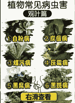 台湾草常见病虫害及防治（上）