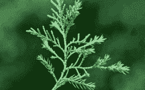 防治刺柏绿篱黄化病