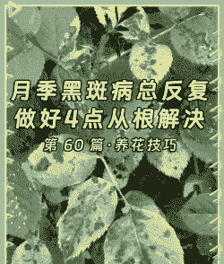 常见花卉病虫害介绍――黑斑病