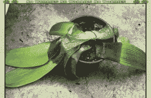 君子兰细菌性软腐病