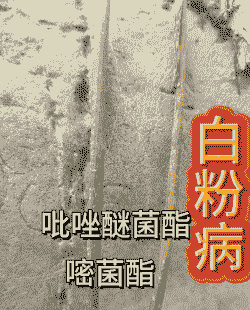 马蹄金草坪病虫害防治