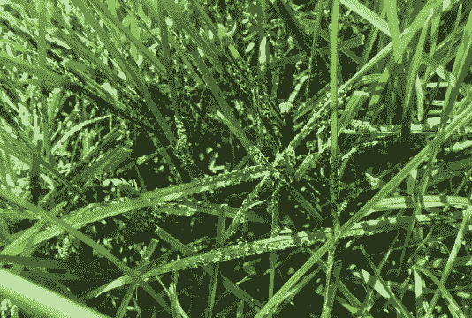 草坪腐霉枯萎病的防治