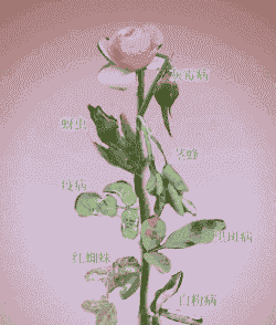 花卉病虫多春防须及时