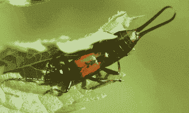 柚园椿象防治经验