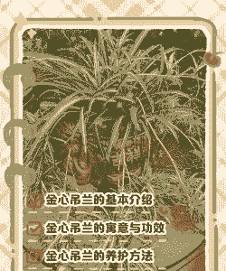 经霜的金心吊兰叶片泛黄变褐原因