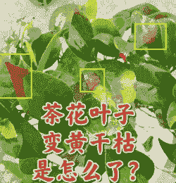 盆栽小山茶叶片萎蔫枯死原因