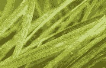 如何控制草坪锈病