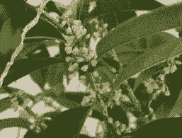 受冻桂花的复壮