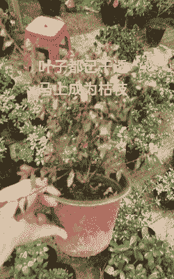 盆栽杜鹃死亡原因及防治