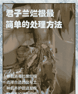 君子兰伤根怎么办