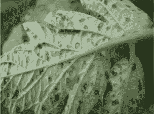 报春花细菌性叶斑病