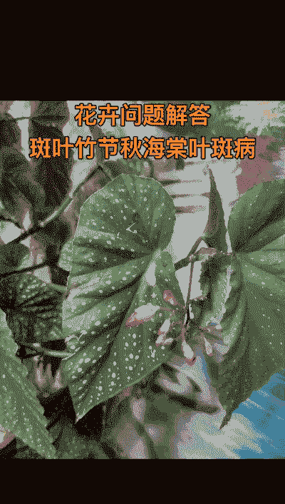 秋海棠黄斑花叶病