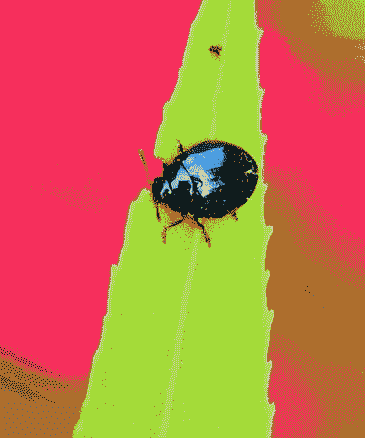 柳蓝叶甲的防治方法