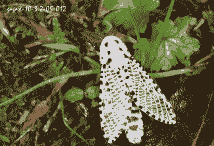 豹蠹蛾的防治方法|形态特征|发生规律