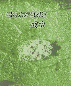 悬铃木方翅网蝽怎么防治
