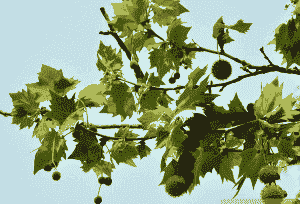 无忧花茸毒蛾的防治方法