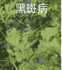 非洲紫罗兰（棒孢）叶斑病