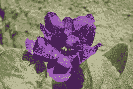 非洲紫罗兰疫腐病